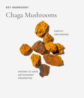 Chaga mushroom ingredient close-up – Art of Tea
