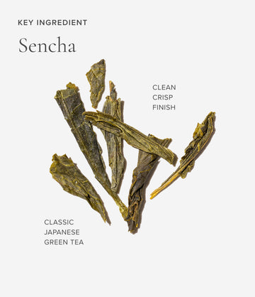 Sencha green tea ingredient close-up – Art of Tea